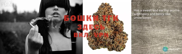 прущие грибы Осинники